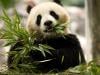 China revives ‘Panda Diplomacy' with US ahead of Trump visit