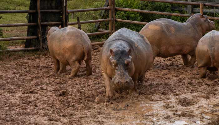 Captured hippopotamuses in a specially designed pen are seen before the application of GonaCon, an immunocastration drug to control the growth of the hippo population. — Reuters/File