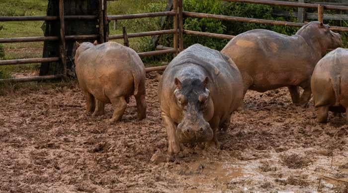Indian billionaire's son offers home for Escobar's hippos