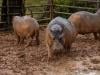 Indian billionaire's son offers home for Escobar's hippos