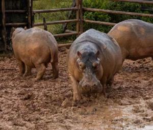 Indian billionaire's son offers home for Escobar's hippos