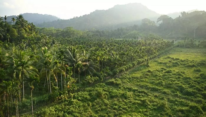 A general view of coconut trees and other vegetation in Campbell Bay at Great Nicobar Island on March 27, 2026. — AFP