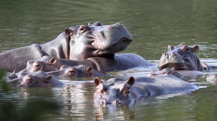 Anant Ambani offers to relocate Pablo Escobar's 'Cocaine Hippos' to India
