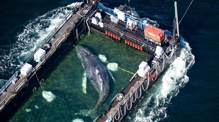 Stranded whale Timmy is on its way to home after rescuers moved it onto barge in Germany