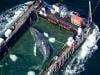 Stranded whale Timmy is on its way to home after rescuers moved it onto barge in Germany