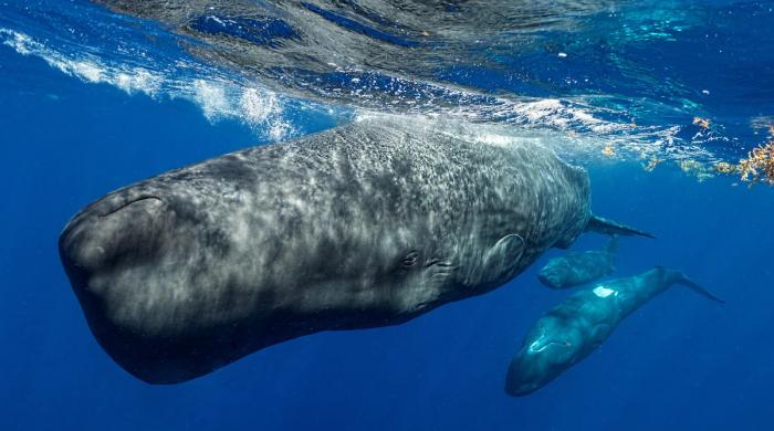 Underwater robot tracks sperm whale conversations in real time