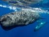 Underwater robot tracks sperm whale conversations in real time