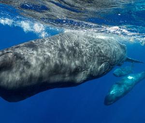 Underwater robot tracks sperm whale conversations in real time