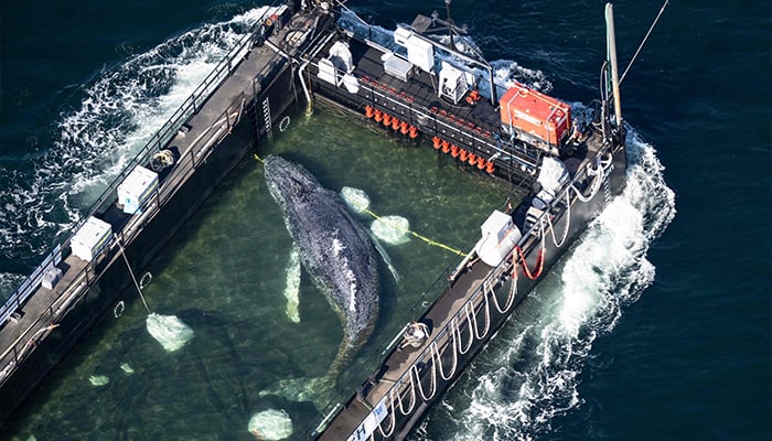 Aerial photo taken on April 29, 2026 shows the rescued humpback whale in a special barge along the Danish coastline enroute back to the North Sea after it beached on a sandbank near the city of Luebeck, in late March. — AFP