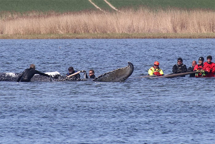 People stand close to a stranded humpback whale in the Wismarer Bucht bay of the Baltic Sea off the island of Poel, northern Germany, close to the village of Faehrdorf-Hof, on April 28, 2026. — AFP