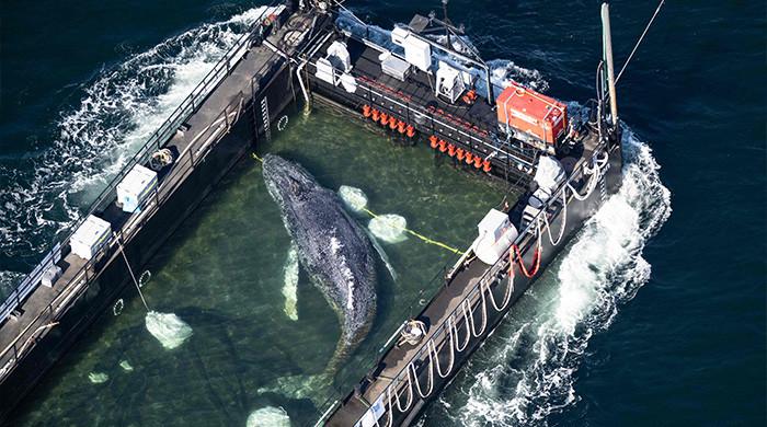 WATCH: Stranded whale 'Timmy' released into North Sea in dramatic rescue