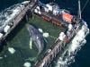 WATCH: Stranded whale 'Timmy' released into North Sea in dramatic rescue