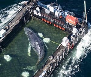 WATCH: Stranded whale 'Timmy' released into North Sea in dramatic rescue