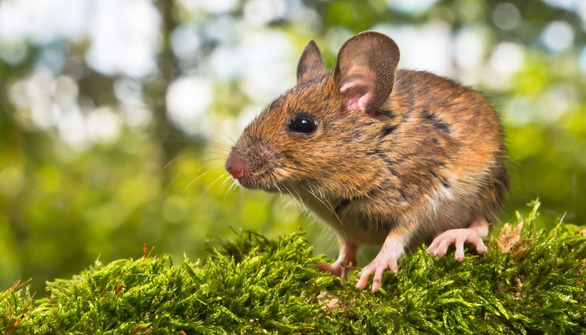 Hantaviruses are just beginning; severe rodent-borne viruses to become more common: Study