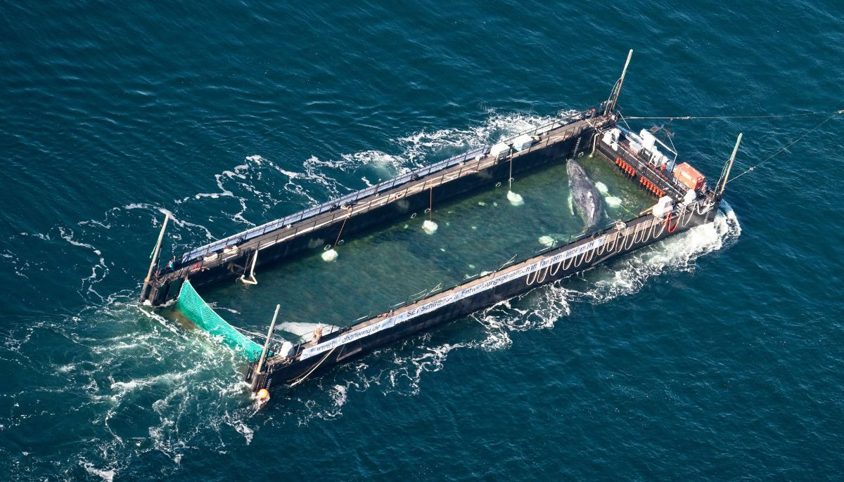 Rescued whale ‘Timmy' feared dead days after £1.3M rescue