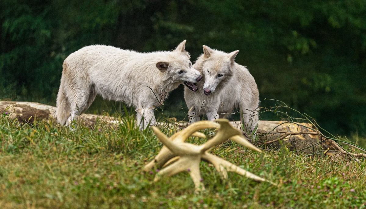 Colossal Biosciences say revived Dire Wolves are now ready to reproduce