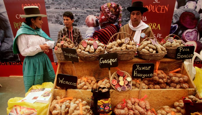 Farmer sells different types of potatoes native to the Andes at the Gastronomic Fair Mistura in Lima, September 7, 2010. — Reuters