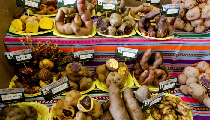 Andean potatoes are displayed for sale during the Mistura gastronomic fair in Lima, September 5, 2014. — Reuters