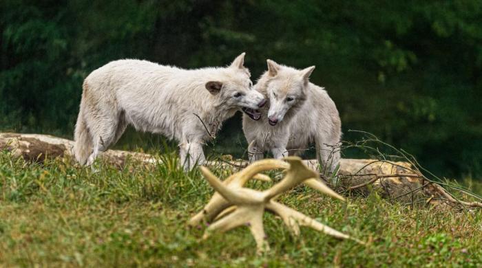 Colossal Biosciences say revived Dire Wolves are now ready to reproduce