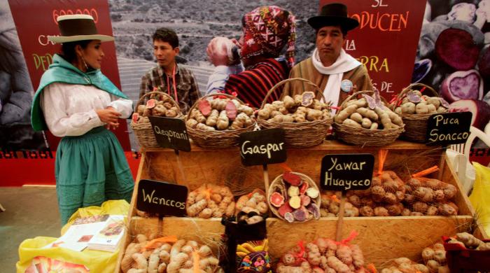 Study shows how a potato-based diet changed the genetics of Andean people