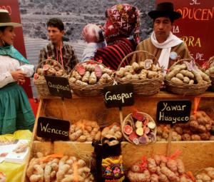 Study shows how a potato-based diet changed the genetics of Andean people