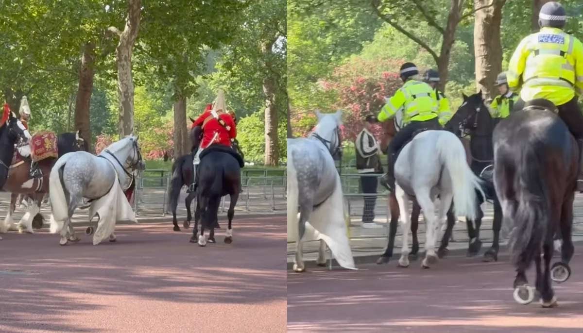 Buckingham Palace wild incident makes crowds scream: Guards respond to save day