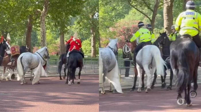 Buckingham Palace wild incident makes crowds scream: Guards respond to save day