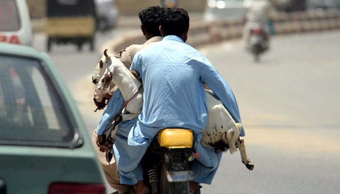 (Representational image) A motorist carrying goat on a bike in Karachi on Sunday, May 10, 2026. — PPI/File