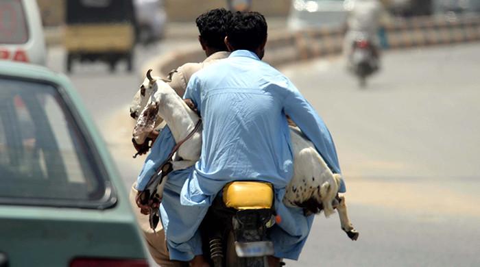 25 sacrificial goats worth Rs1.9m 'stolen' in Karachi