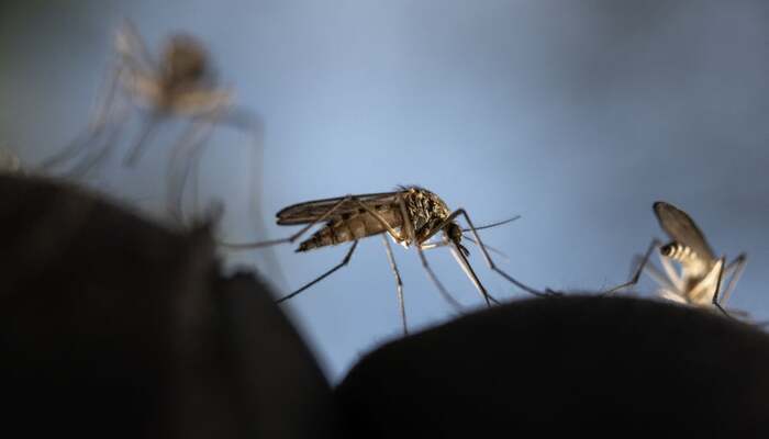 A representational image of three mosquitoes on a surface. — AFP