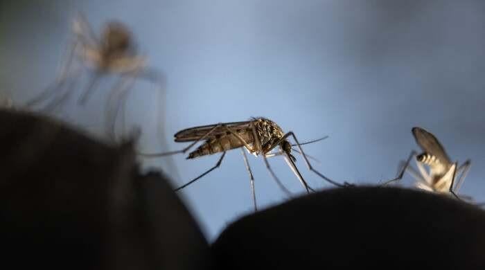 What if we killed all mosquitoes?