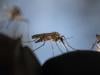 What if we killed all mosquitoes?