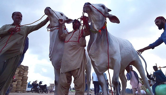 A vendor selling sacrificial animal at a cattle market in Karachi ahead of Eid ul Adha. — INP/File