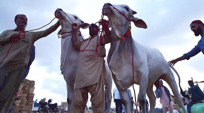 Eid ul Adha: SBP launches 'Go Cashless' campaign for cattle markets
