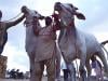 Eid ul Adha: SBP launches 'Go Cashless' campaign for cattle markets