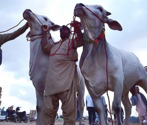 Eid ul Adha: SBP launches 'Go Cashless' campaign for cattle markets