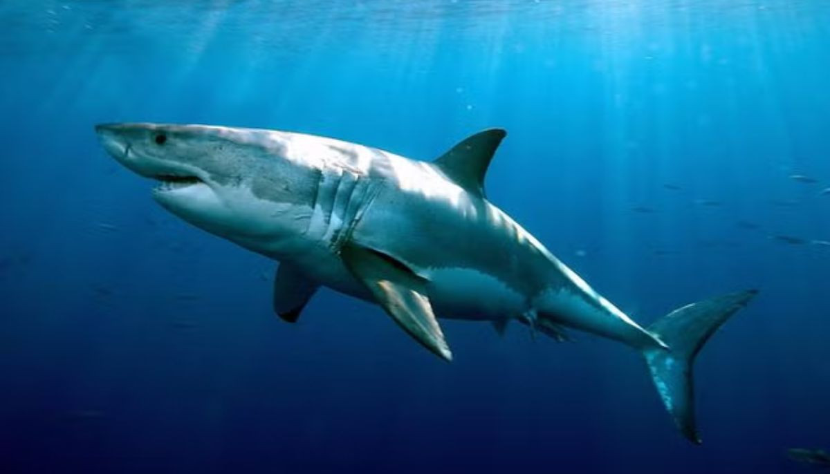 Shark attack kills 38-year-old man off Western Australia's Horseshoe Reef