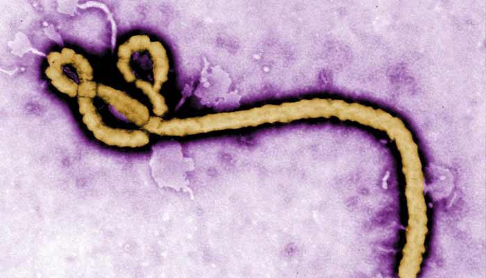 Some of the ultrastructural morphology displayed by an Ebola virus virion is revealed in this undated handout colorised transmission electron micrograph (TEM). — Reuters/File