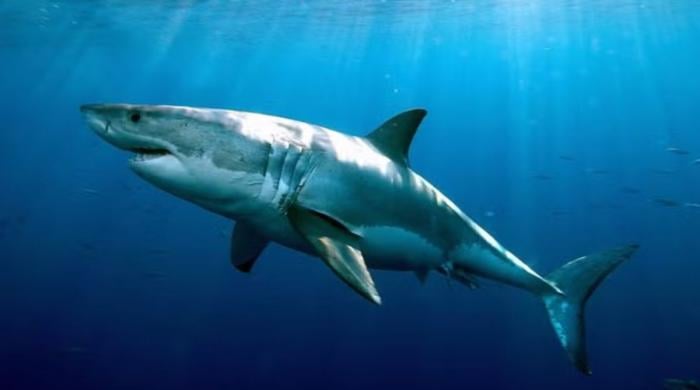 Shark attack kills 38-yrear-old man off Western Australia's Horseshoe Reef