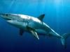 Shark attack kills 38-yrear-old man off Western Australia's Horseshoe Reef
