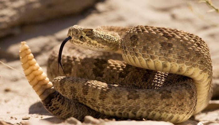 A prairie rattlesnake warns approaching hikers with a rattle of his tail in Dinosaur Provincial Park, Alberta in this picture taken August 7, 2008. — Reuters