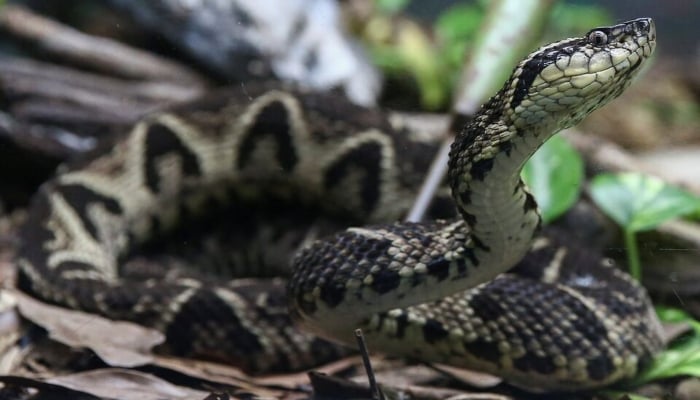 A jararacussu snake, whose venom is used in a study against the coronavirus disease (COVID-19), is seen at Butantan Institute in Sao Paulo, Brazil August 27, 2021. — Reuters