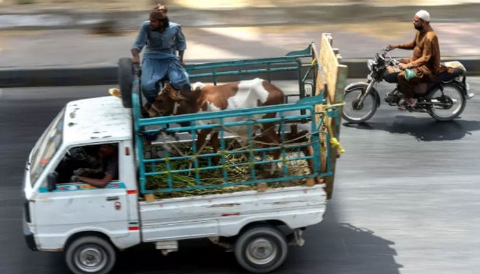People transport cattle on a vehicle in Karachi on June 14, 2024, ahead of the Muslim festival of Eid al-Adha. — AFP