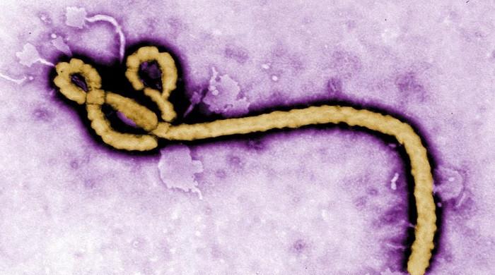 Portrait of a killer: The deadly virus that refuses to die — Ebola's 50-year reign of death
