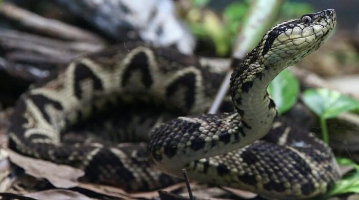 Why are snakes being spotted more frequently in Islamabad?