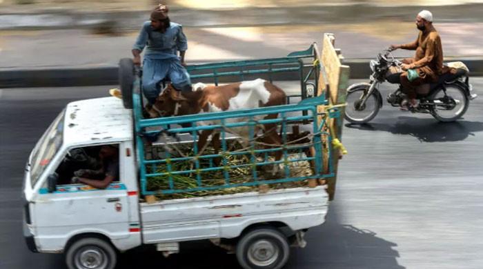 Animal-laden vehicles banned on motorways ahead of Eid ul Adha