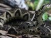 Why are snakes being spotted more frequently in Islamabad?