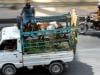 Animal-laden vehicles banned on motorways ahead of Eid ul Adha