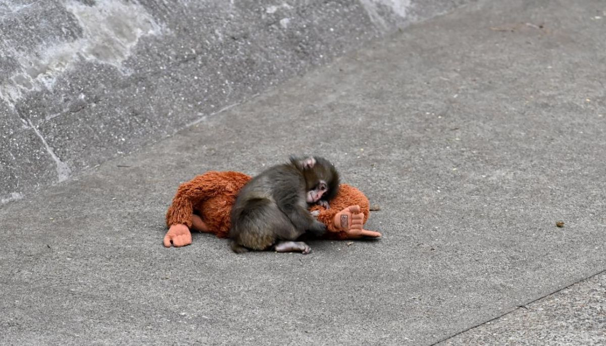 Viral ‘Punch' monkey incident: Two Americans arrested at Japanese zoo
