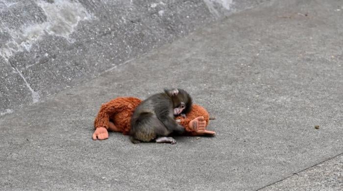 Viral ‘Punch' monkey incident: Two Americans arrested at Japanese zoo